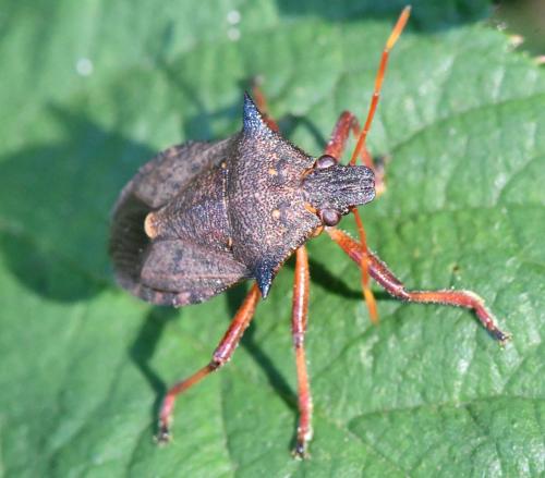 Picromerus bidens